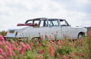 shropshirepetals-com-vintage-car-in-confetti-field